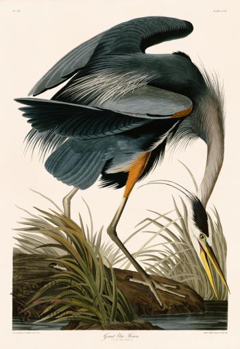 211 Great Blue Heron